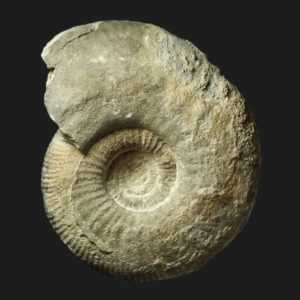 Procerites Procerites hodsoni JS2 Bathonien supérieur Vendée ammonite fossile