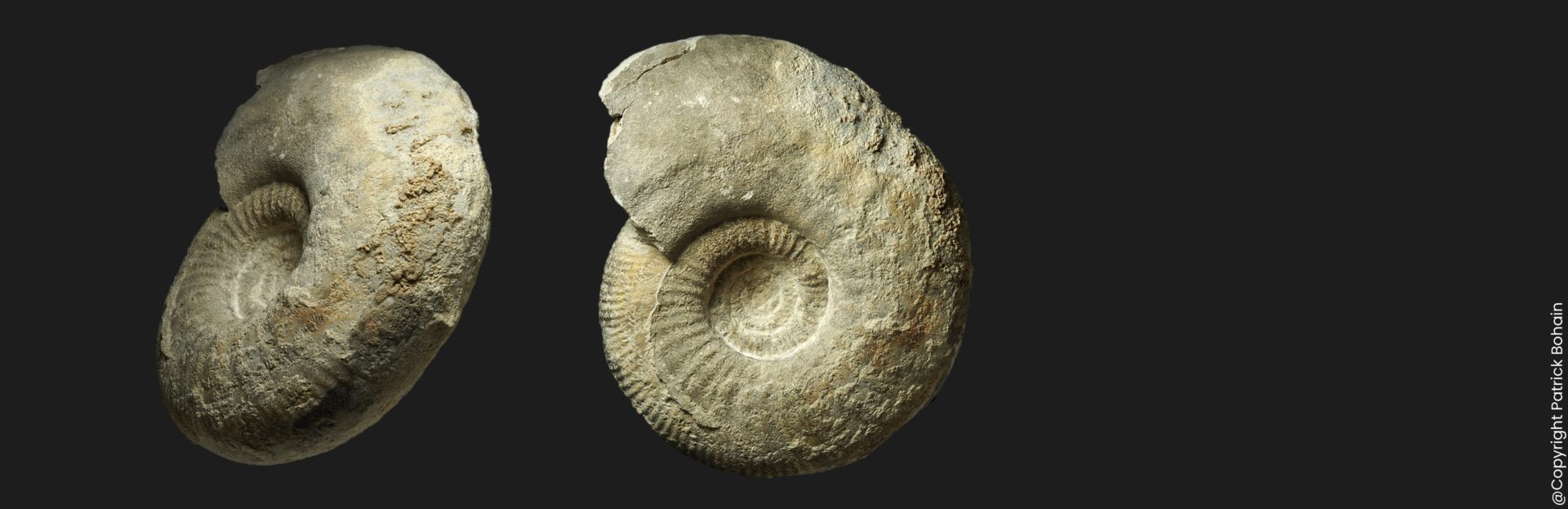 Procerites Procerites hodsoni JS2 Bathonien supérieur Vendée ammonite fossile