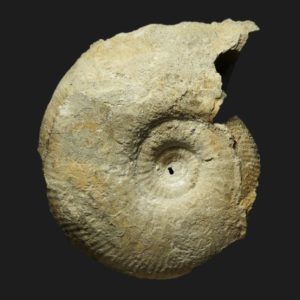 Procerites Procerites hodsoni JW2 Bathonien supérieur Vendée ammonite fossile