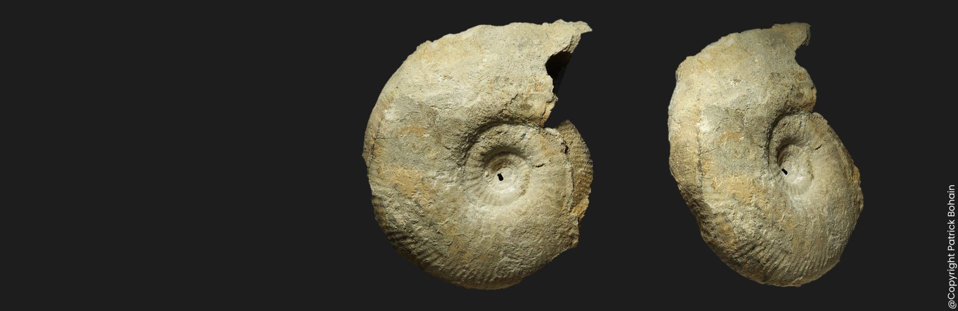 Procerites (Procerites) hodsoni JW2 Bathonien supérieur Vendée ammonite fossile