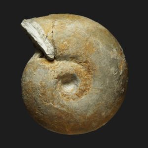 Zigzagiceras Procerozigzag postpollubrum Bathonien inférieur Vendée ammonite fossile