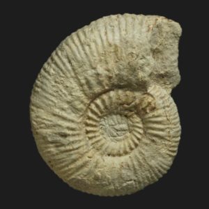 Collotia thiebauti Callovien supérieur Vendée ammonite fossile