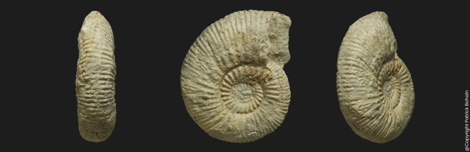Collotia thiebauti Callovien supérieur Vendée ammonite fossile