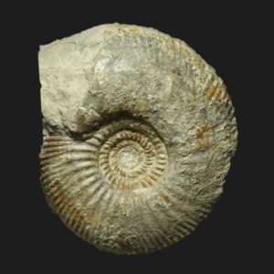 Parkinsonia Gonolkites convergens Bathonien inférieur Vendée ammonite fossile