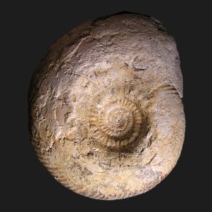 Parkinsonia Haselburgites admirantus Bathonien inférieur Vendée ammonite fossile