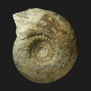 Parkinsonia Haselburgites subgaleata Bathonien inférieur Vendée ammonite fossile