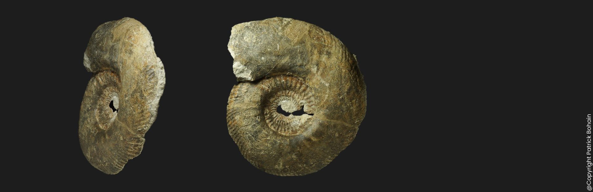 Parkinsonia Haselburgites subgaleata Bathonien inférieur Vendée ammonite fossile