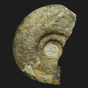 Planisphinctes Lobosphinctes intersertus Bajocien supérieur Vendée ammonite fossile