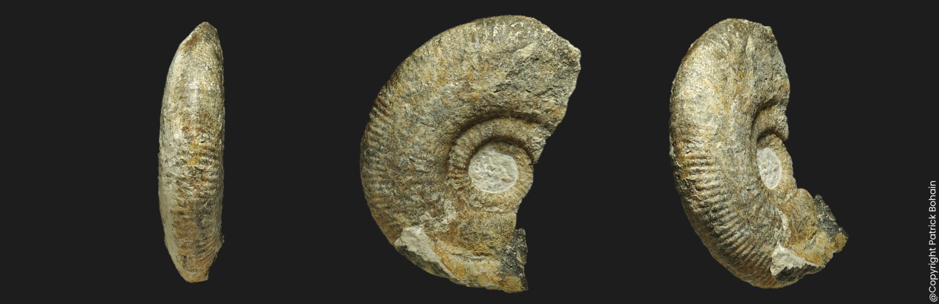 Planisphinctes Lobosphinctes intersertus Bajocien supérieur Vendée ammonite fossile