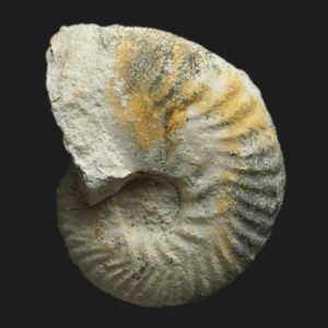 Eohecticoceras Eohecticoceras biflexuosum Bathonien moyen Vendée ammonite fossile