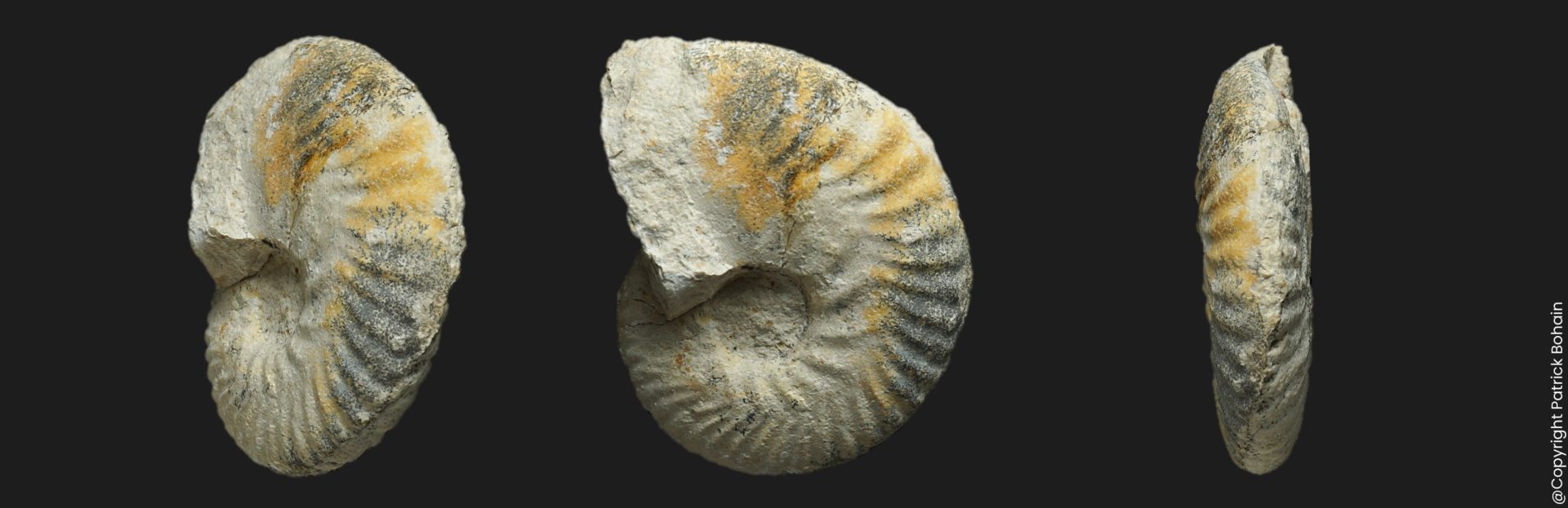 Eohecticoceras Eohecticoceras biflexuosum Bathonien moyen Vendée ammonite fossile