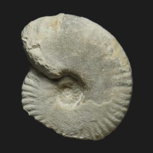 Hecticoceras Prohecticoceras cf ochraceum blanazense Bathonien supérieur Vendée ammonite fossile