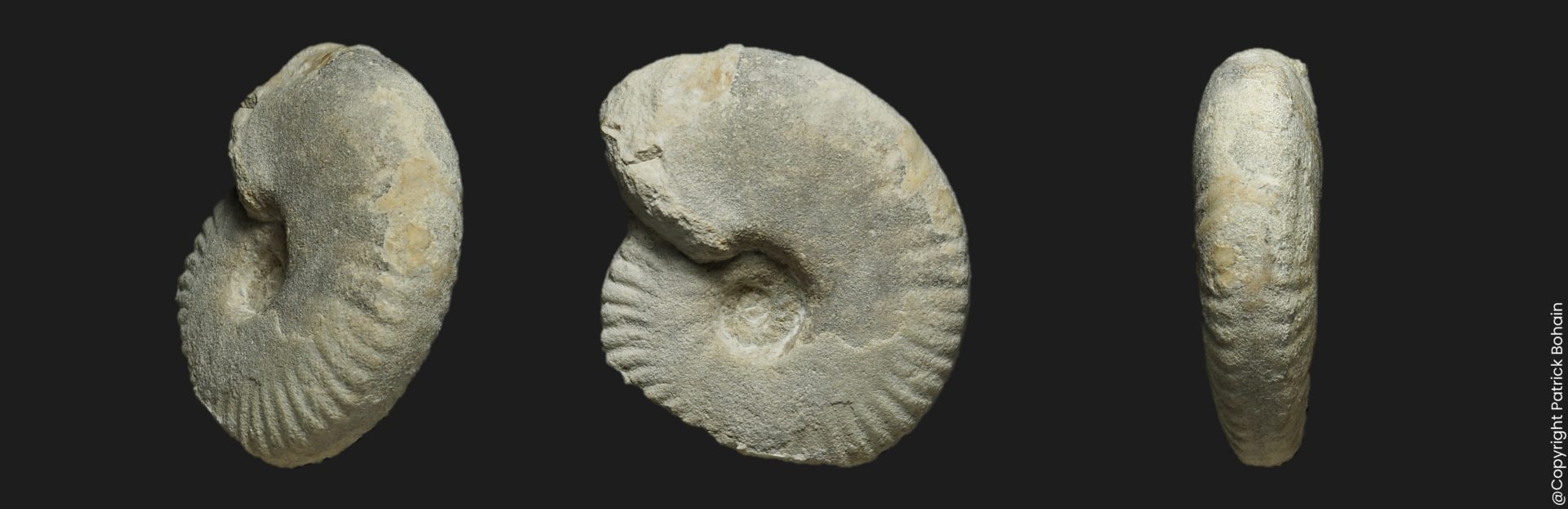 Hecticoceras Prohecticoceras cf ochraceum blanazense Bathonien supérieur Vendée ammonite fossile