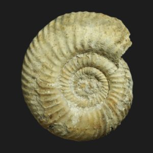 Parkinsonia Haselburgites subgaleata juvénile Bathonien inférieur Vendée ammonite fossile