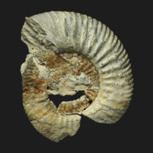 Parkinsonia Parkinsonia planulata var mutabilis Bathonien inférieur Vendée ammonite fossile