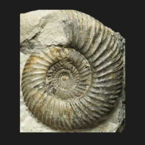 Parkinsonia Parkinsonia schloenbachi Bathonien inférieur Vendée ammonite fossile