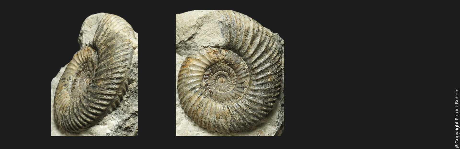 Parkinsonia Parkinsonia schloenbachi Bathonien inférieur Vendée ammonite fossile