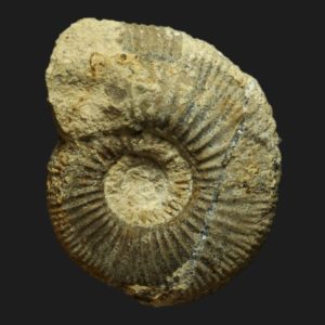 Prevalia thressa Bathonien supérieur Vendée ammonite fossile