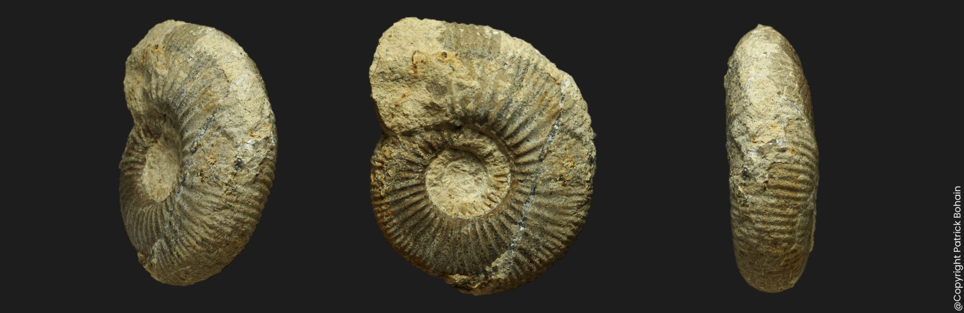Prevalia thressa Bathonien supérieur Vendée ammonite fossile