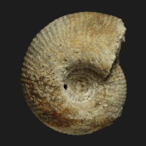 Wagnericeras sp Bathonien supérieur Vendée ammonite fossile