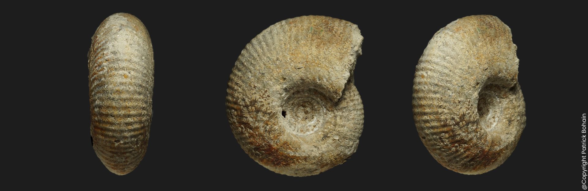 Wagnericeras sp Bathonien supérieur Vendée ammonite fossile