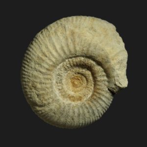 Wagnericeras subfurcula Bathonien supérieur Vendée ammonite fossile