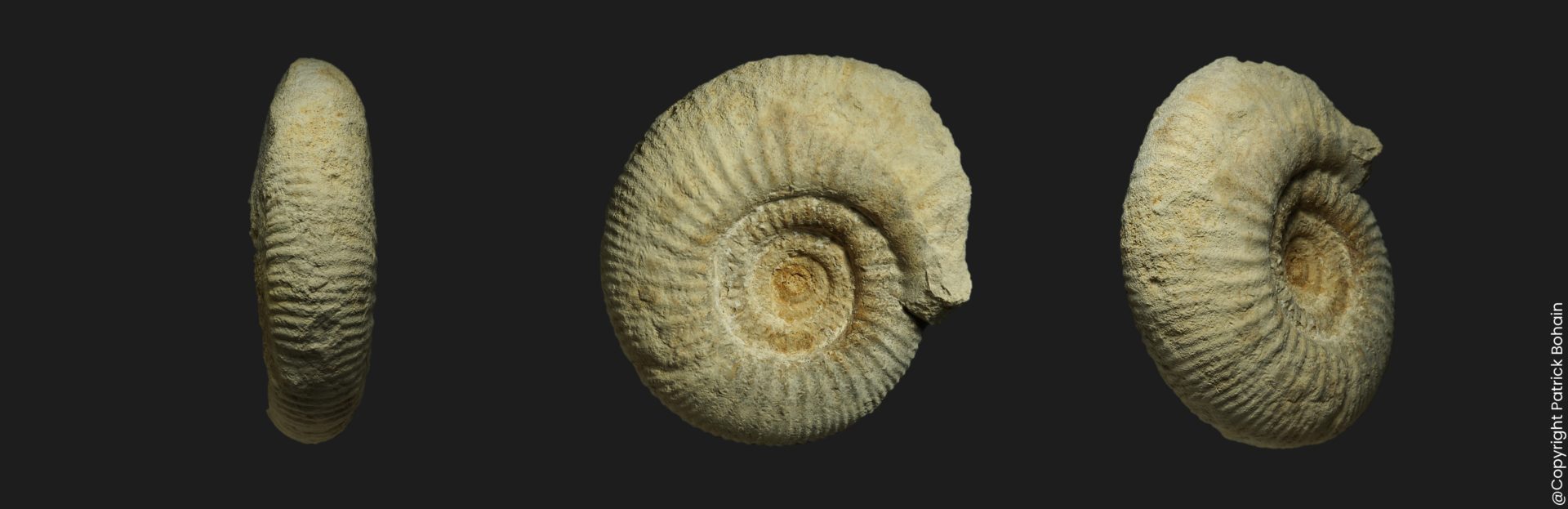 Wagnericeras subfurcula Bathonien supérieur Vendée ammonite fossile