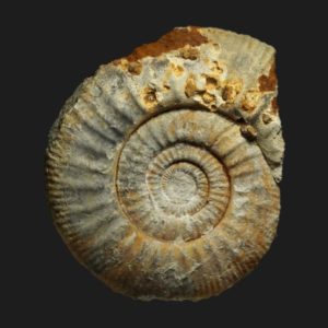 Homoeoplanulites Parachoffatia funatus Callovien inférieur Vendée ammonite fossile