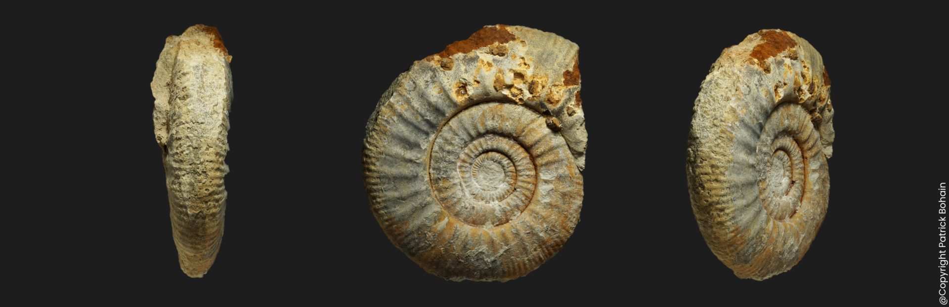 Homoeoplanulites Parachoffatia funatus Callovien inférieur Vendée ammonite fossile