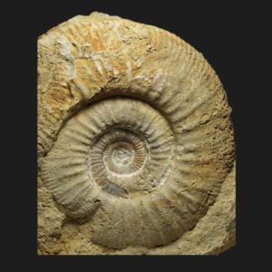 Homoeoplanulites Parachoffatia subbackeriae Callovien inférieur Vendée ammonite fossile