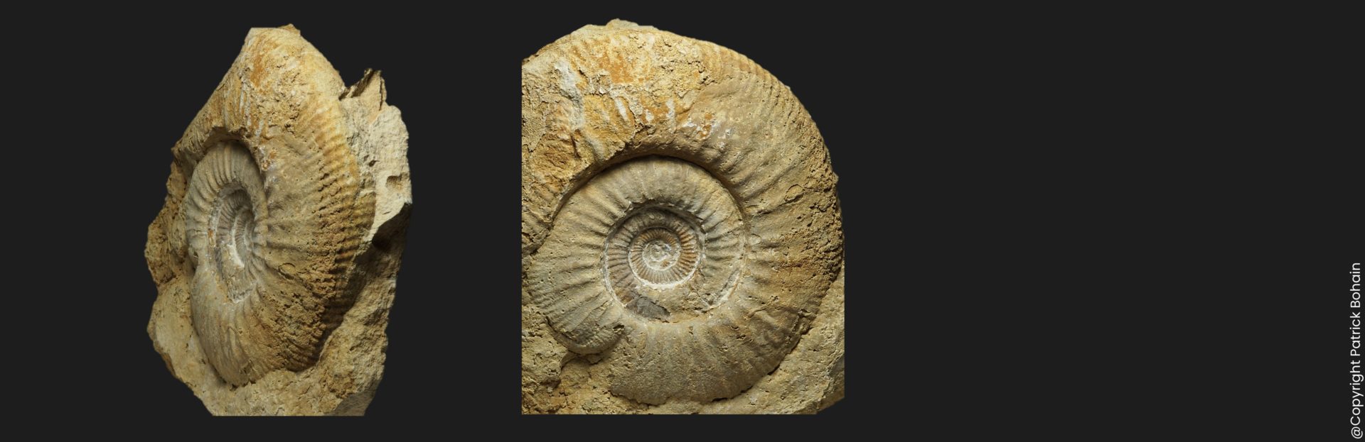 Homoeoplanulites Parachoffatia subbackeriae Callovien inférieur Vendée ammonite fossile
