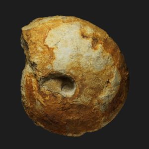 Macrocephalites macrocephalus spécimen gérontique Callovien inférieur Vendée ammonite fossile