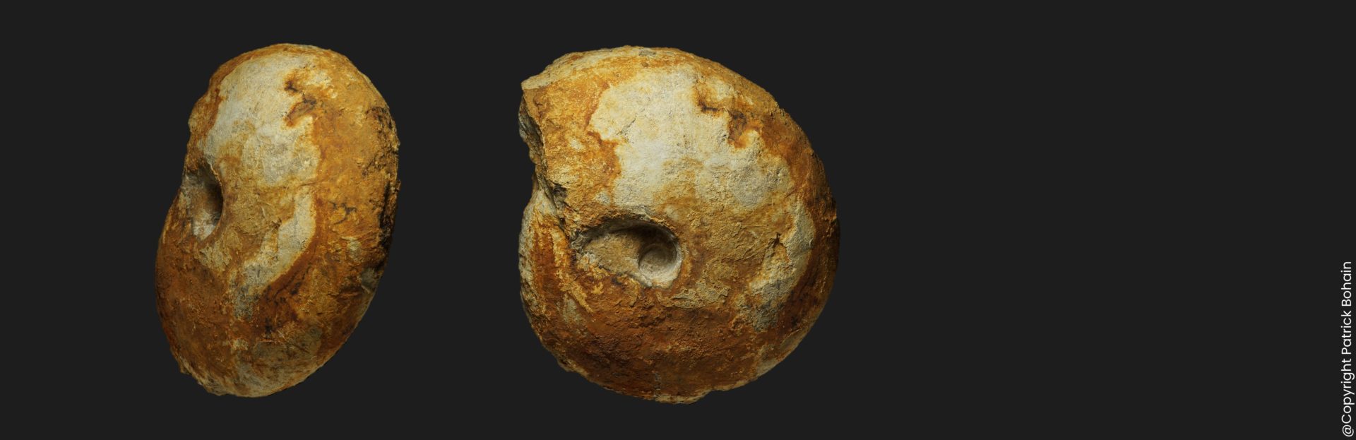 Macrocephalites macrocephalus spécimen gérontique Callovien inférieur Vendée ammonite fossile