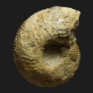 Macrocephalites rotundus phragmocone Callovien inférieur Vendée ammonite fossile