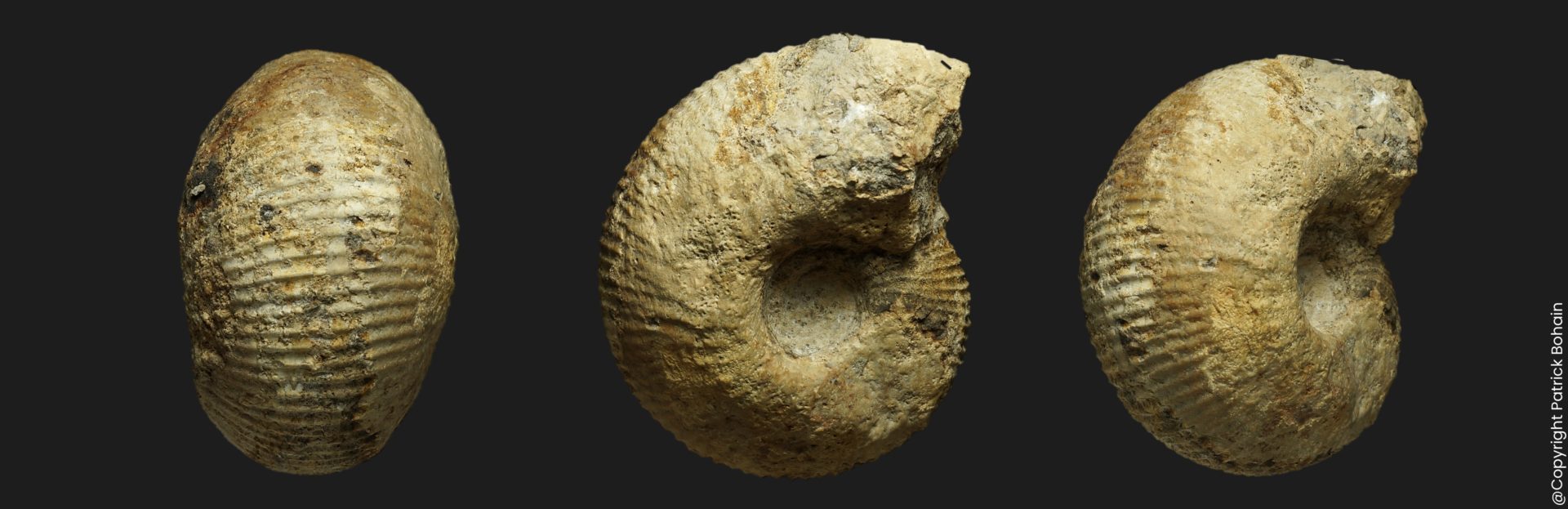 Macrocephalites rotundus phragmocone Callovien inférieur Vendée ammonite fossile