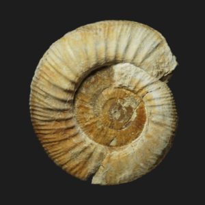 Rehmannia Rehmannia grossouvrei morphe comprimé à côtes fines Callovien inférieur Vendée ammonite fossile