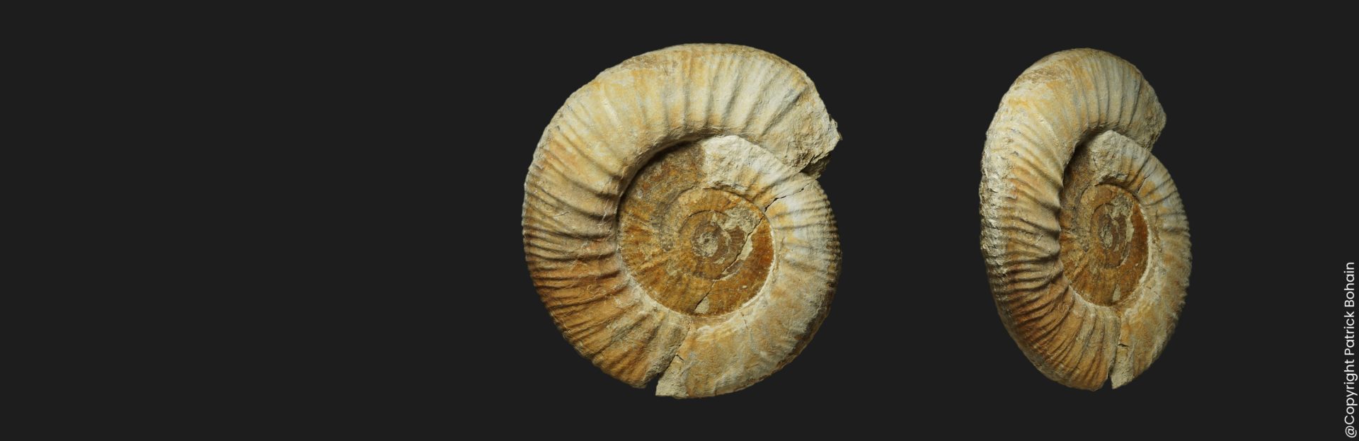 Rehmannia Rehmannia grossouvrei morphe comprimé à côtes fines Callovien inférieur Vendée ammonite fossile