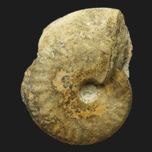 Oxycerites aspidoides Bathonien inférieur ammonite fossile