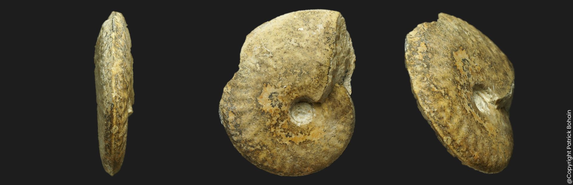 Oxycerites aspidoides Bathonien inférieur ammonite fossile