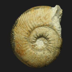 Asphinctites (Asphinctites) patrulii Bathonien inférieur Vendée ammonite fossile