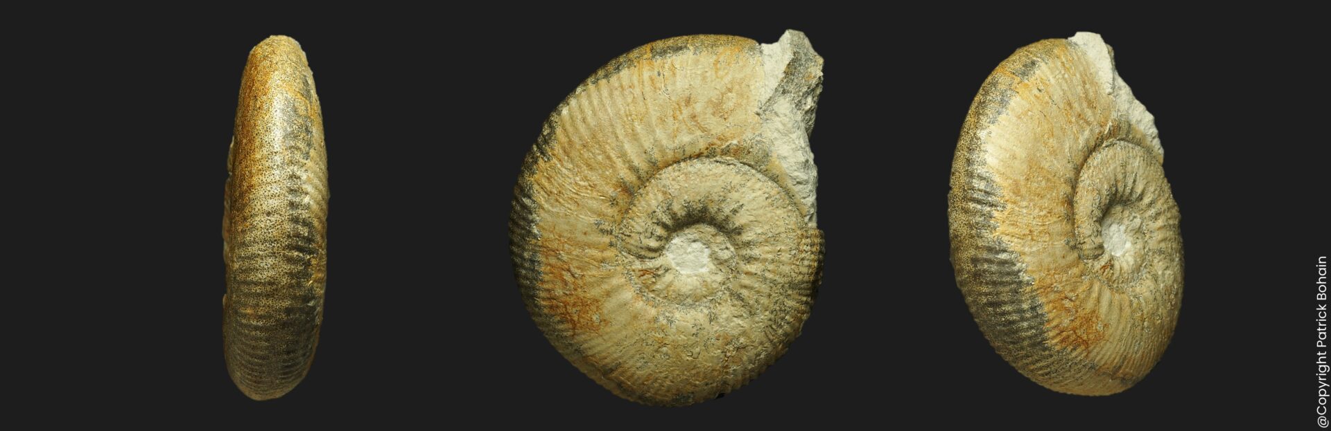 Asphinctites (Asphinctites) patrulii Bathonien inférieur Vendée ammonite fossile