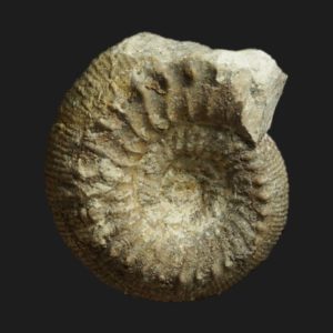 Cadomites Cadomites exstinctus Bathonien inférieur Vendée ammonite fossile