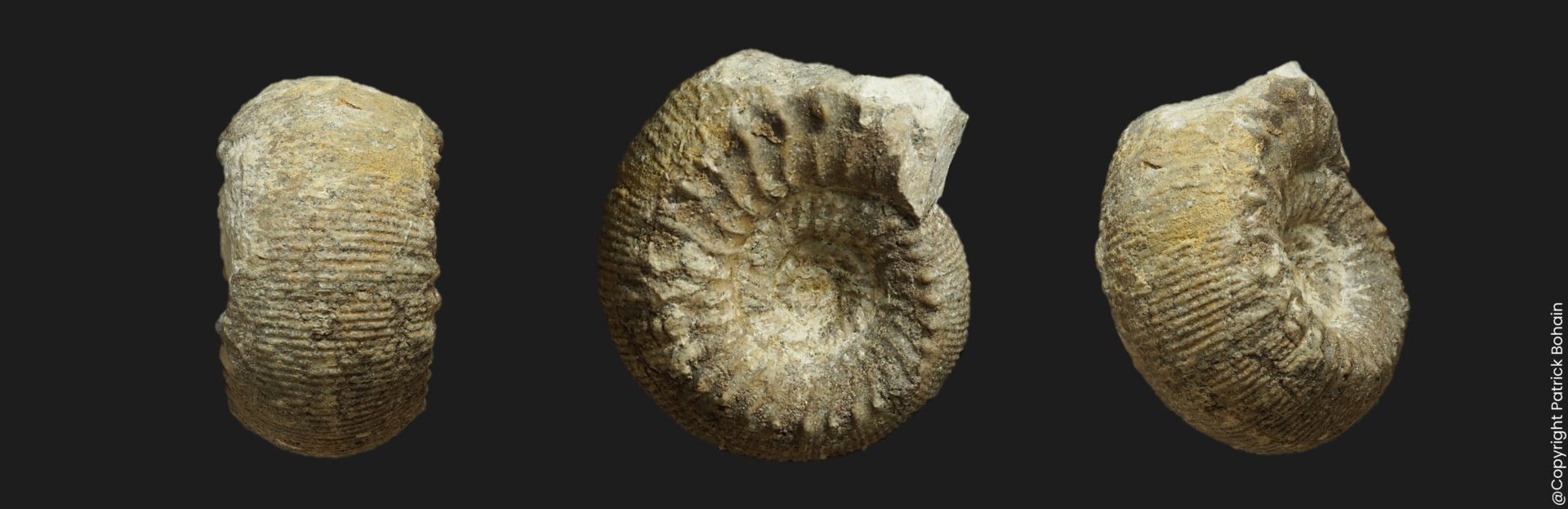 Cadomites Cadomites exstinctus Bathonien inférieur Vendée ammonite fossile