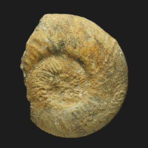 Morphoceras Morphoceras jactatum Bathonien inférieur Vendée ammonite fossile