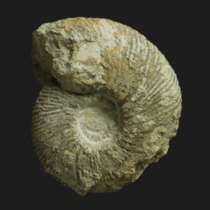 Morphoceras Morphoceras jactatum phragmocone Bathonien inférieur Vendée ammonite fossile
