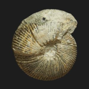 Morphoceras Morphoceras multiforme Bathonien inférieur Vendée ammonite fossile