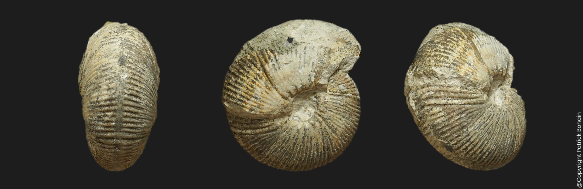 Morphoceras Morphoceras multiforme Bathonien inférieur Vendée ammonite fossile
