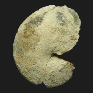 Oxycerites fallax Bathonien moyen Vendée ammonite fossile