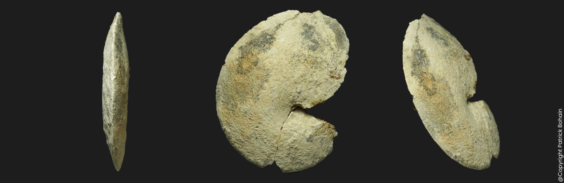 Oxycerites fallax Bathonien moyen Vendée ammonite fossile