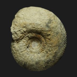 Pakinsonia Gonolkites convergens Bathonien inférieur Vendée ammonite fossile